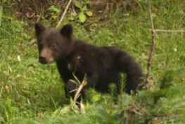 Brown bear cub, Shiretoko NP, Hokkaido, Japan.