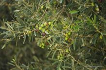 The olives starting to change colours