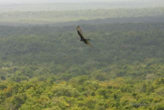 An eagle flying over the jungle of El Mirador, Guatemala