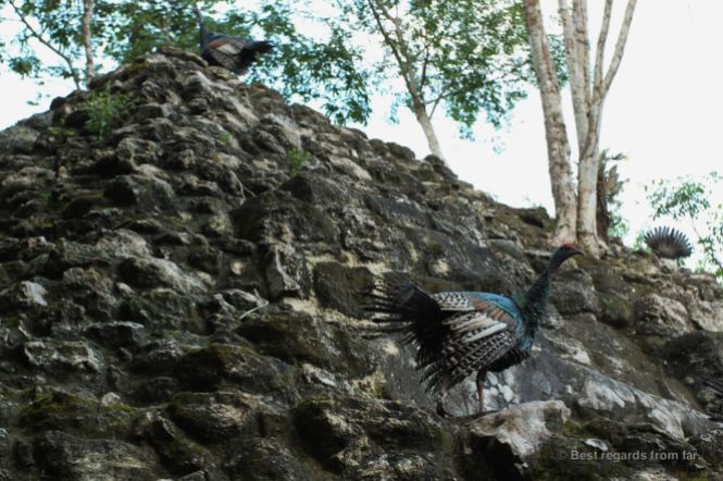 Wild peacocks climbing one of the pyramids of the complex of El Tigre, El Mirador, Guatemala