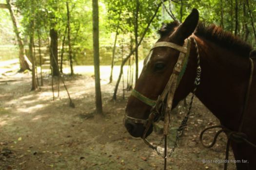 A mule in La Muerta, El Mirador, Guatemala