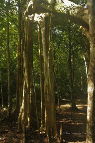 A walking tree on the trail to El Mirador, Guatemala