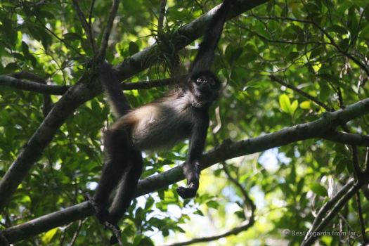 A spider monkey playing in the trees, Tikal, Guatemala