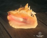 Empty conch shell