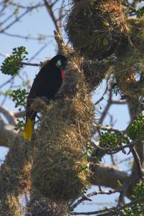A Montezuma bird on its nest, the islets of Granada, Nicaragua