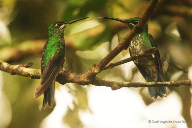 Hummingbirds near the Monte Verde cloud forest, Costa Rica