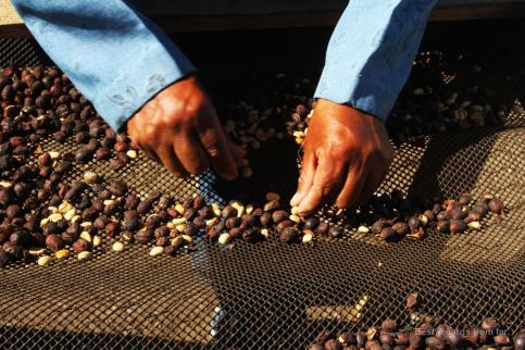 Every bean is selected by hand at Cafe Ruiz, Panama