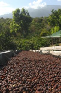 Coffee beans drying in the sun at Cafe Ruiz, Panama