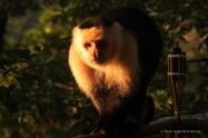 A portrait of a white-faced capuchin monkey