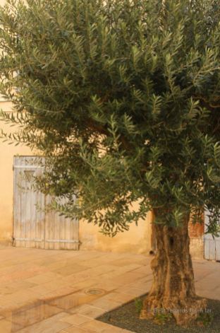 Typical square of Toulon, French Riviera: olive tree, soft colored walls, and painted shades.