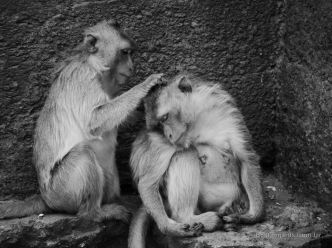 The monkeys of the Prang Sam Yot temple in Lopburi, Thailand