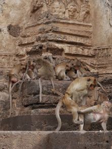 The monkeys of the Prang Sam Yot temple in Lopburi, Thailand