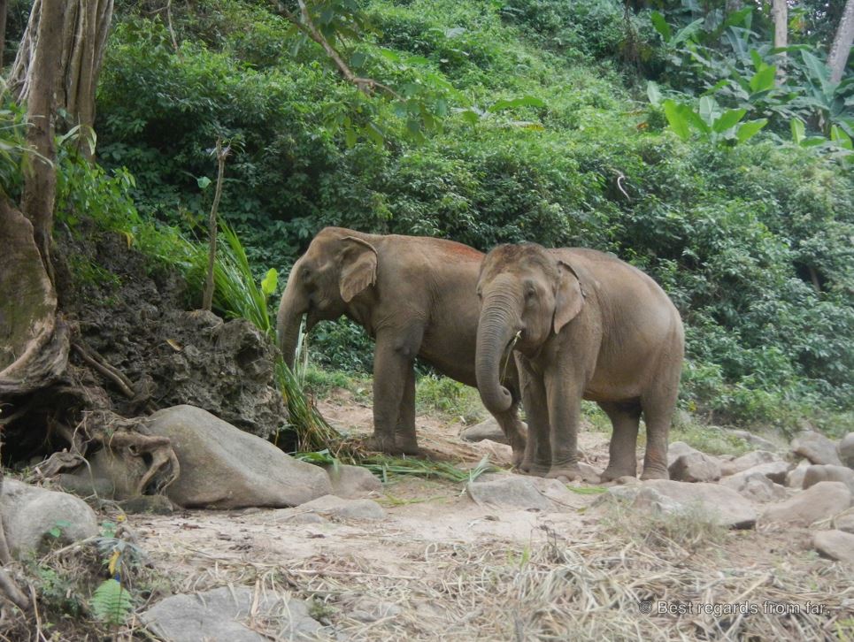 Asian elephants feeding along the Taeng Mae River, Chiang Mai, Thailand