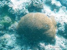 A meandroid coral, Koh Rong Samloem, Cambodia
