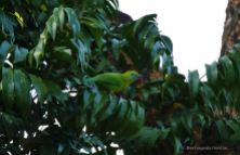 One of the many birds we watched from our treehouse, The Gibbon Experience, Laos