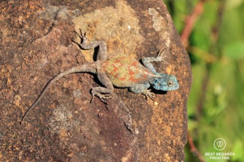 A lizard on the Sani Pass, South Africa