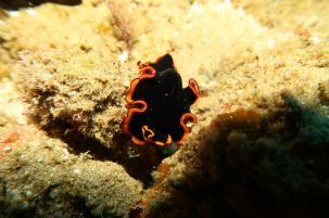 Nudibranch, by Coral Divers, Sodwana Bay, South Africa.