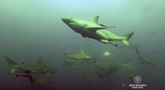 Diving with Oceanic Blacktip sharks at Aliwal Shoal, South Africa