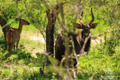 Male Nyala with large horns and his female behind in the bush, Tembe Elephant Park, South Africa.