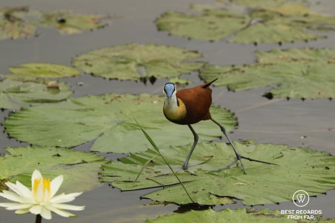 White water lily and African Jacana with a blue head, walking on a leaf in a lake, South Africa.