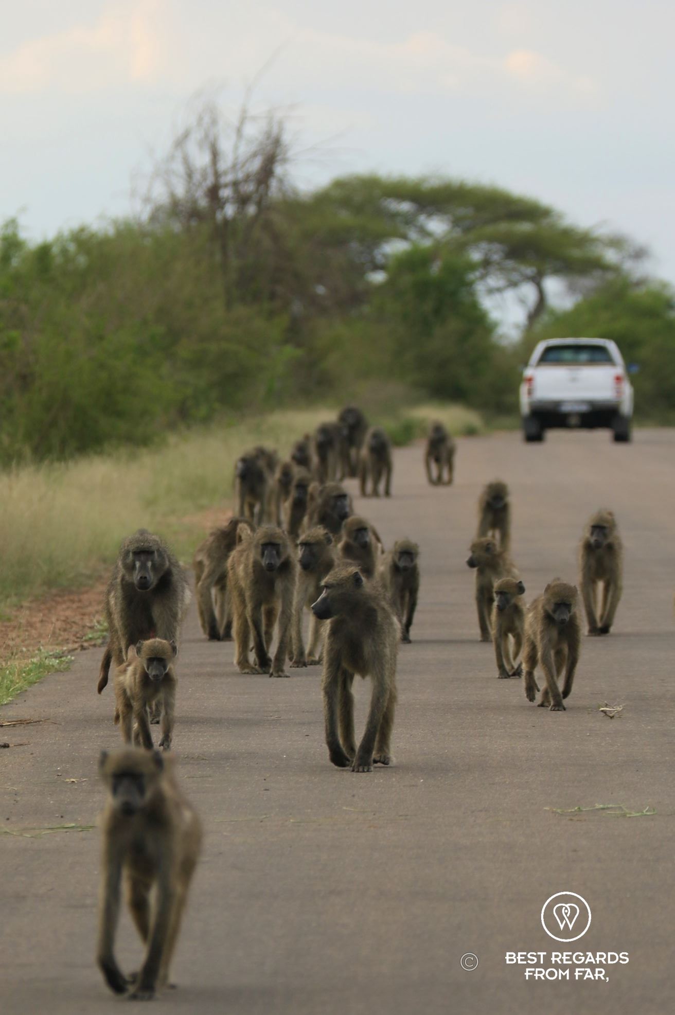 Troop of baboons walking the road towards in the Kruger National Park, South Africa.