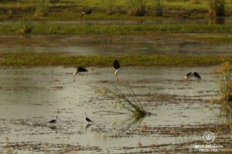 Black winged stilts landing in a lake,