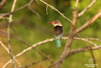 Brownhooded Kingfisher with red beak, brown back and blue tail, Mkhuze Game Reseve, South Africa