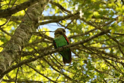Endangered Cape Parrot on a branch, Hogsback, South Africa