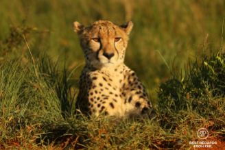 Portrait of a wild cheetah in its natural environment of green grass in the Phinda Private Game Reserve, South Africa.