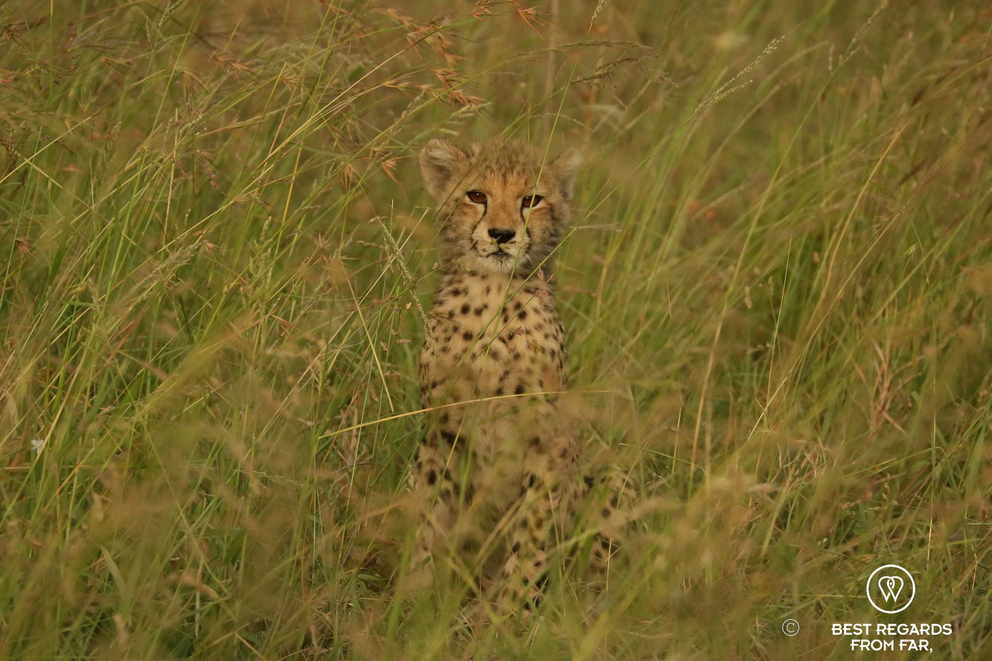 Cheetah cub in its natural environment of green grass looking into the camera. Phinda Private Game Reserve, South Africa.