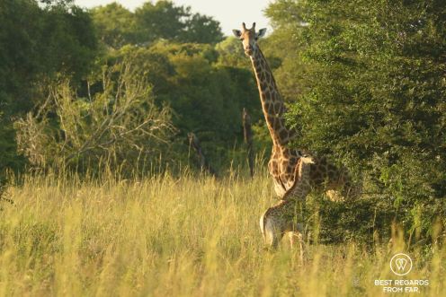Mother and baby giraffe in the grass,