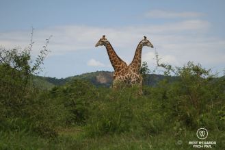 Two giraffes in profile, green bushes, hills and blue skies, South Africa.