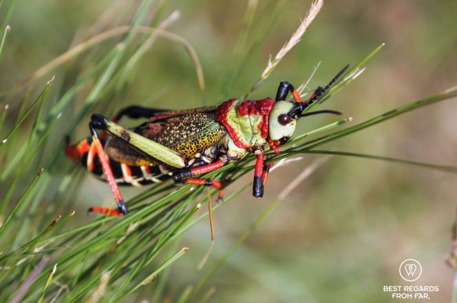 Colourful grasshopper on grass, Sabie, South Africa.