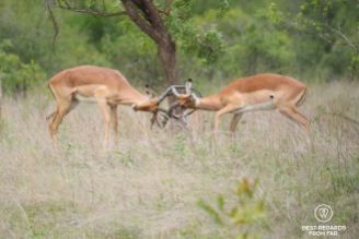 Two male impalas fighting with their horns in the grass, Kruger NP, South Africa.