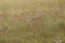 Impalas at sunset at &Beyond Phinda Private Game Reserve, South Africa.