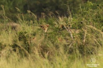 Lion cub sticking its head out above the grass in Phinda Private Game Reserve, South Africa