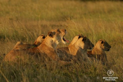 Pride of wild lions, &Beyond Phinda Private Game Reserve, South Africa.