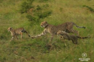 Mother cheetah running with two cubs in Phinda Private Game Reserve, South Africa