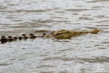 Green nile crocodile in the water in the Kruger National Park, South Africa.