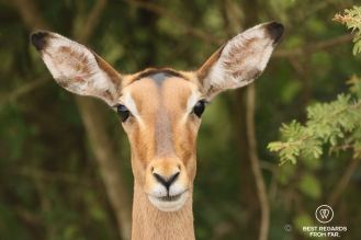 Close-up of a female impala with green background, South Africa.