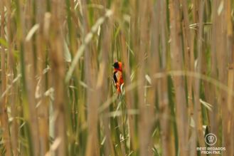 Red Bishop, orange bird with black head in the reeds, Northern Drakensberg, South Africa