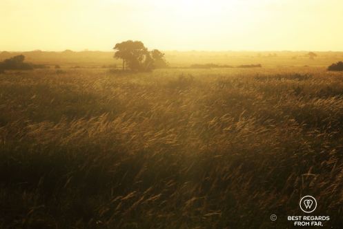Sunset on the African savannah, Phinda Private Game Reserve, South Africa.