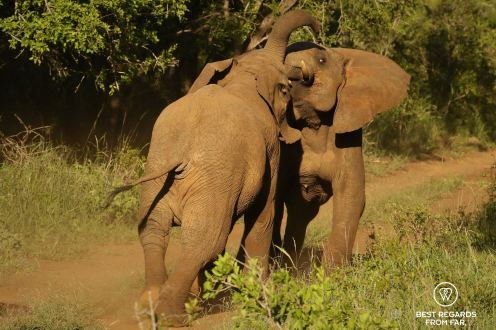 Two young elephants fighting in the bush, Mkhuze Game Reseve, South Africa.