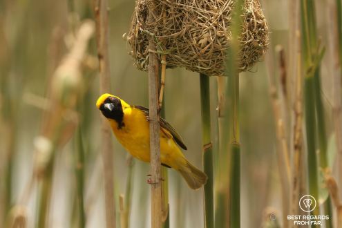 Southern masked weaver, yellow bird, underneath his woven nest in the reeds.