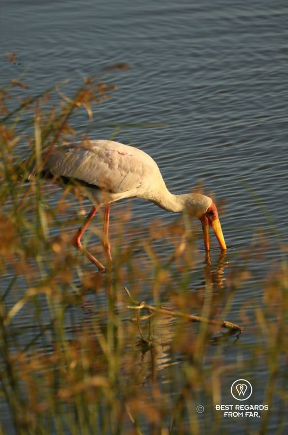 Yellow billed stork feeding in a lake with reeds in front.