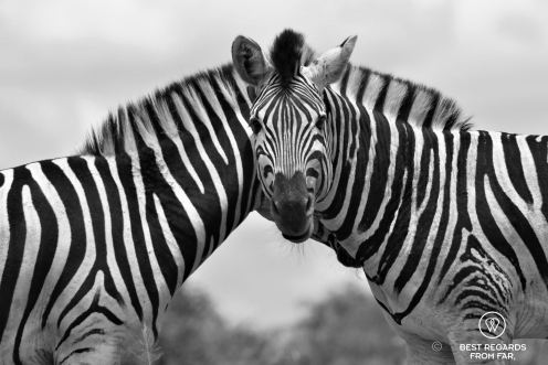 Two zebras with only one head visible looking into the camera, black and white.