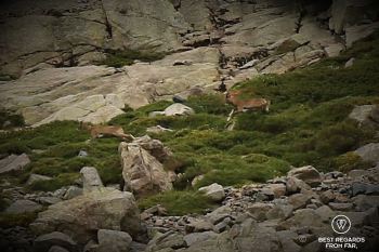 Mouflon running on the mountain slope, GR 20, Corsica, France