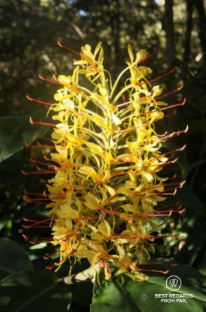 Blooming Ginger Lily, a beautiful but invasive species, Reunion Island