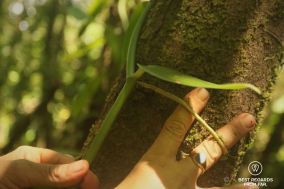Unstucking the crampon of the vanilla plant to prevent it from growing too high, Réunion