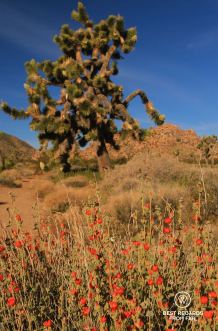 Spring bloom of desert flowers, Joshua Tree National Park, USA